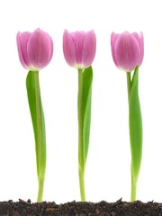 Pink Tulips