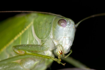 Grasshopper Macro t Night