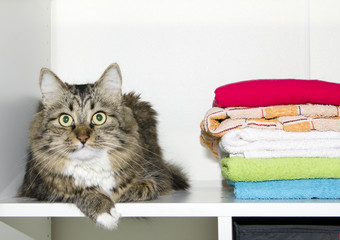 Cat and towels in wardrobe