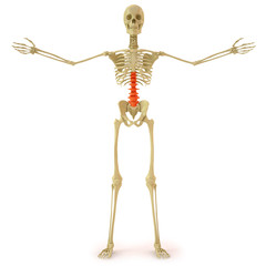 skeleton