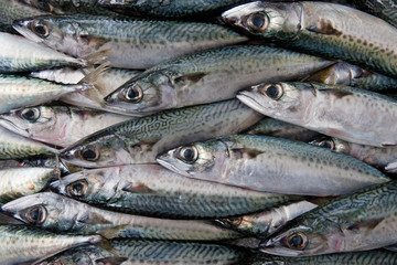 fresh fish background