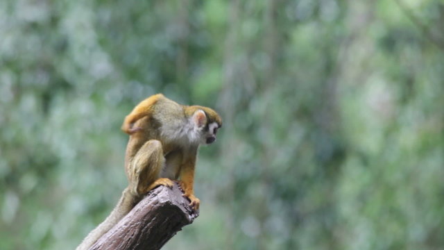 Squirrel monkey in a branch in Costa Rica