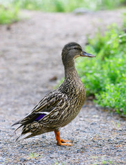 Female Mallard Duck