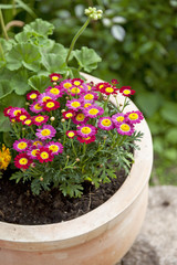 Margeriten in einem Terrakotta Blumentopf