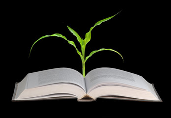 Corn growing from book