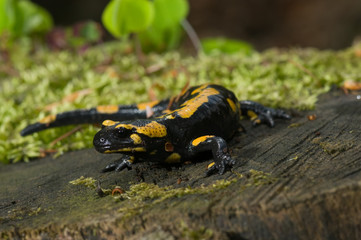 Salamander