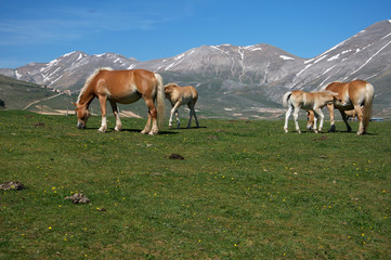 Cavalli al pascolo