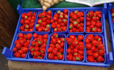 Raviers de fraises au marché.