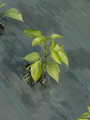 plant de poivron sur bâche
