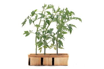 plants de tomates