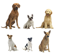 6 sitzende hunde