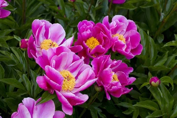 Papier peint photo Pivoines flore  fleur: pivoines  © JONATHAN