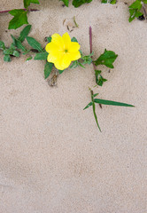flower on the beach