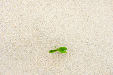 seedling in desert
