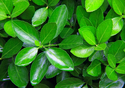 Close-up shot of green bush after rain