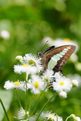 アオスジアゲハ