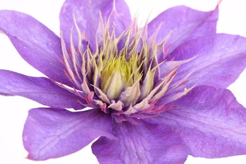 Purple clematis flower