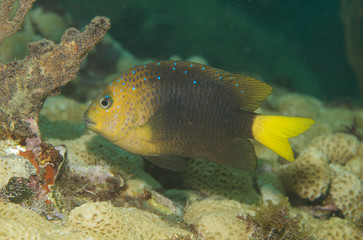 Yellowtail Damselfish, picture taken in south east Florida.