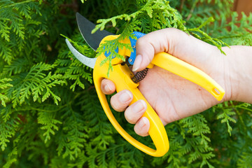 Man hold in hand plastic garden clipper to cut bush