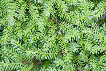 Background of green branches with needles fir tree