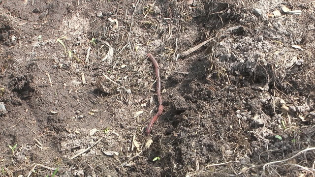 Earthworm crawling on the ground.