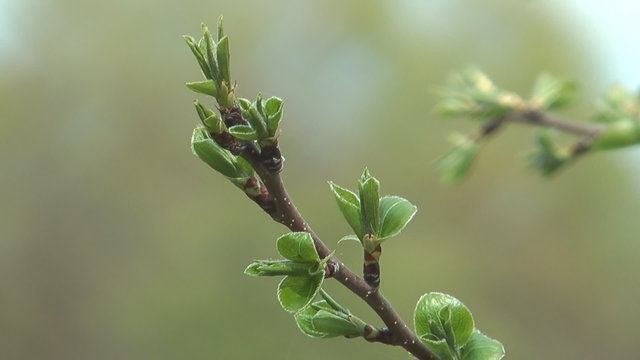 HD 1920x1080 close up shot of branch of pear.