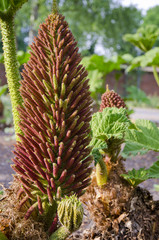 Obraz premium Gunnera-herbaceous flowering plants