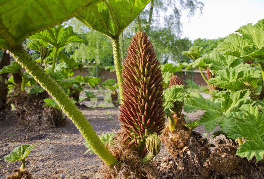 Gunnera-herbaceous flowering plants