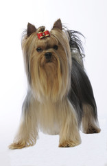 yorkshire terrier volontaire de face