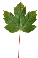 Fototapeta premium green leaf isolated on white