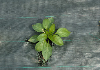 plant de poivron sur bâche