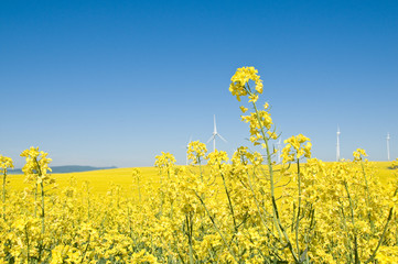 Rapsanbau und Windkraft