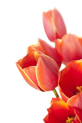 Fresh Beautiful Tulips / isolated on white / vertical with copy