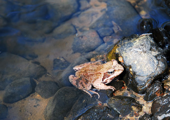 Frog in water
