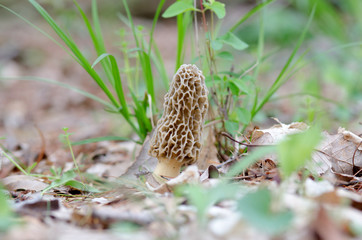 Yellow morel