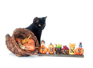 Black cat and cornucopia