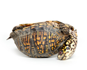 Box turtle upside down