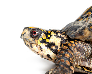 Fototapeta premium Face of box turtle