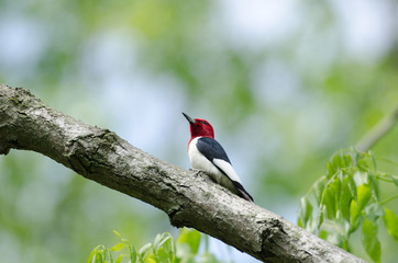 Red-headed woodpecker