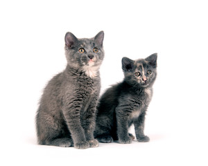 Fototapeta na wymiar Two cute kittens