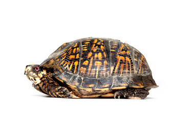 Obraz premium Box turtle on white