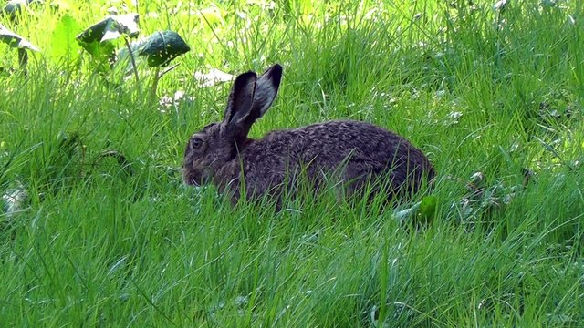 Hasen - Leporidae