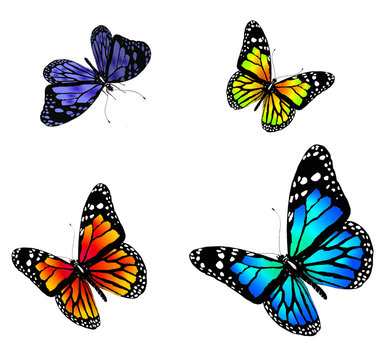 butterflies on a white background