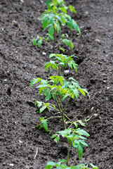 Yang tomato plant