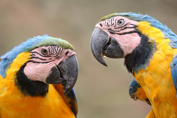 The Blue-and-yellow Macaw (Ara ararauna)