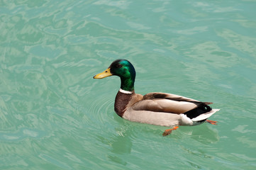 Duck