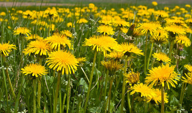 Fototapeta Plantation dandelions
