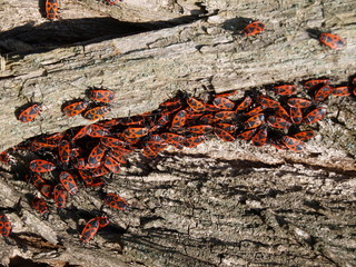 Red bugs on the bark of old tree