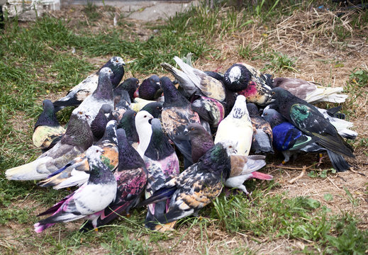 Palomos Deportivos en tierra