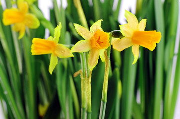 Fototapeta premium Yellow daffodils